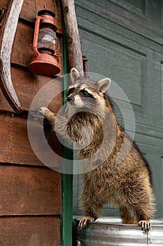 Raccoon (Procyon lotor) Stands Holding on to Harness