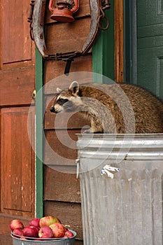 Raccoon (Procyon lotor) Stands on Top of Garbage Can Over Bucket of Apples