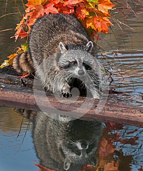 Raccoon (Procyon lotor) Stands Uncertainly on Log