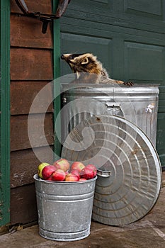 Raccoon (Procyon lotor) Tilts Head Back to Sniff Building