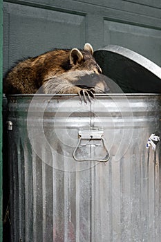 Raccoon (Procyon lotor) In Trash Can With Lid