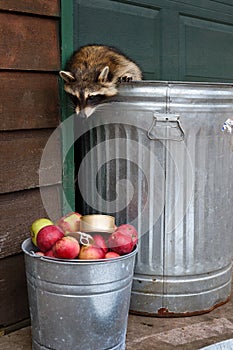 Raccoon (Procyon lotor) In Trash Can Looks Down at Bucket of Apples