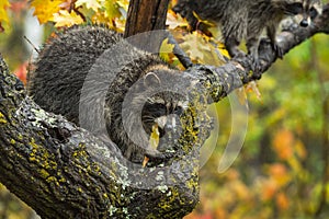 Raccoon Procyon lotor in Tree Second Higher Up Autumn