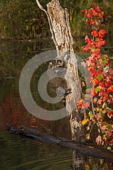 Raccoon Procyon lotor Turns Around on Side of Tree in Pond Autumn