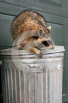 Raccoon Procyon lotor Turns While Atop Closed Garbage Can