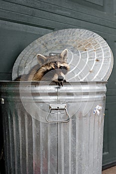 Raccoon (Procyon lotor) Turns Looking Out of Trash Can