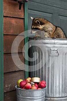 Raccoon (Procyon lotor) Turns to Look at House In Trash Can