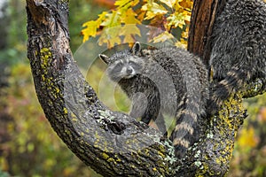 Raccoon Procyon lotor Turns to Look Over Shoulder in Tree Autumn