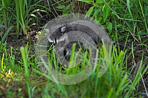 Raccoon Procyon lotor Wades in Small Stream With Grass Summer