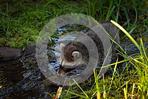 Raccoon Procyon lotor Wades Through Stream of Water Summer