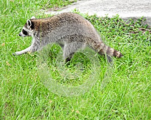 Raccoon (Procyon lotor) - walking in the grass.