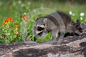 Raccoon Procyon lotor Walks Along Log Castilleja Flowers Summer