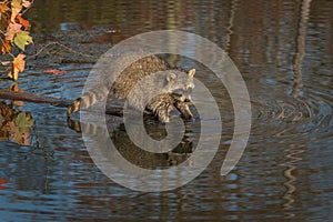 Raccoon Procyon lotor Washes in Pond