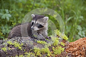 Raccoon Procyon lotor wildlife animal mountains