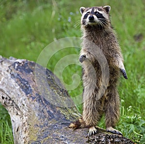 Raccoon Procyon lotor wildlife animal standing on log