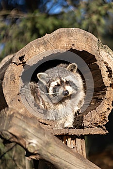 Raccoon or Racoon Procyon lotor , also known as the North American raccoon in the zoo.