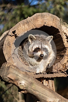 Raccoon or Racoon Procyon lotor , also known as the North American raccoon in the zoo.