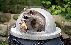 Raccoon raiding trash can. photo