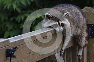 Raccoon on Railing