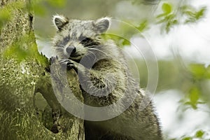 Raccoon With Raised Head Looks On