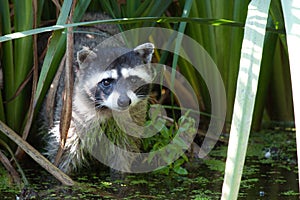 Raccoon in the reeds