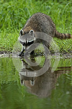 Raccoon Reflection