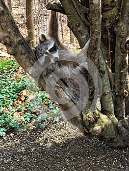 Raccoon resting on branch of tree.