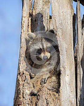 Raccoon resting inside of an owls nest in a tree