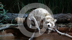 A Raccoon Resting On A Limb