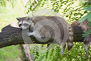 Raccoon resting on a tree branch on a warm day.