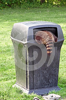 Raccoon scavenging for garbage