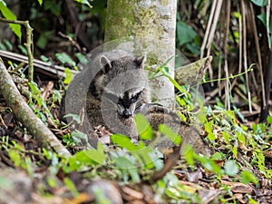 Raccoon scratches itself by biting his fur in the forest photo