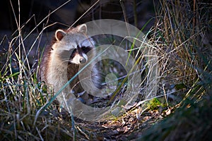 Raccoon searching for food Procyon lotor