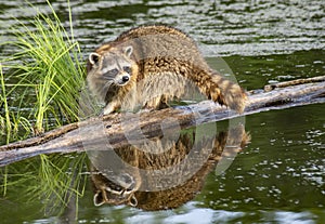 Raccoon shows water reflection in green waters.