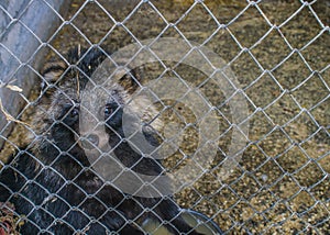 Raccoon sits in a cage in the zoo.