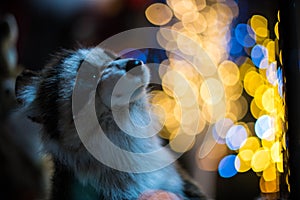 Raccoon sits in front of the Christmas tree and garlands