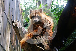 Raccoon sitting on dead tree branch