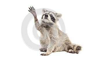 Raccoon sitting with paw raised up