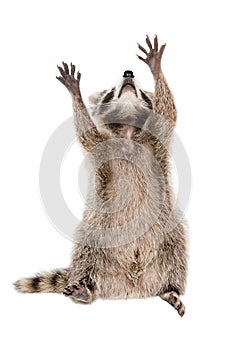 Raccoon sitting with raised paws