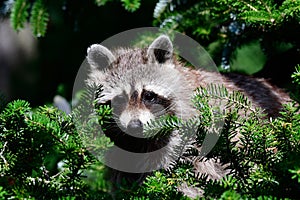 A raccoon is sitting in a tree