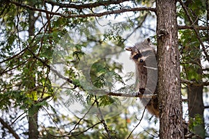 Raccoon sitting in a tree