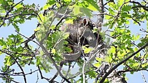 Raccoon is sitting on a tree in nature. A young wild raccoon is sitting on a tree branch