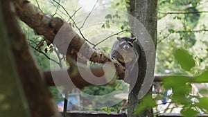 Raccoon sitting in a tree at the zoo