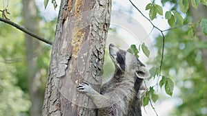 Raccoon sitting in a tree at the zoo