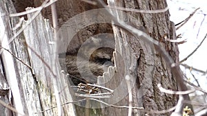 Raccoon sleeping in a rotten tree.