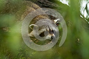 Raccoon sleeping in the tree