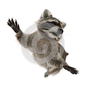 Raccoon standing on hind legs