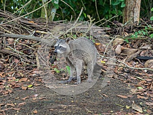 Raccoon standing next to dry leaves and branches photo