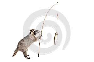 Raccoon standing with a trout caught on a fishing rod