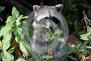 Raccoon Stands at Attention